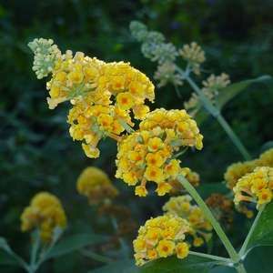 Honeycomb Yellow Butterfly Bush, Buddleja, Buddleja x 'Honeycomb'